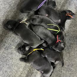 Yellow - Black female Labrador Retriever puppy in Heath Springs, South Carolina from Rich Hill Retrievers