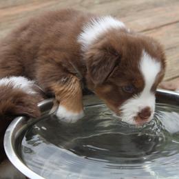 Australian Shepherd Puppies from Starlit Grove Australian Shepherds