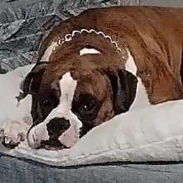 Oscar - Boxer