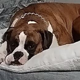 Oscar - Boxer