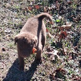 Orange - Brown female Chesapeake Bay Retriever puppy in Michigan from Blackwood Chesapeakes