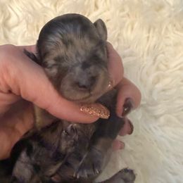 Girl 2  ONLY FILL OUT AN APPLICATION IF SERIOUS - Dapple female Dachshund puppy in Wisconsin from Sabe and Shabe’s Doxies