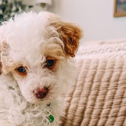 Poodles from Reverie Poodles