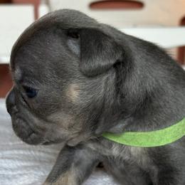 French Bulldog Puppies from themcfrenchies