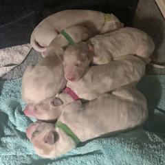 Borzoi Puppies from Marian Broadhurst