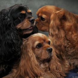 Cavalier King Charles Spaniels from Stellar Cavaliers