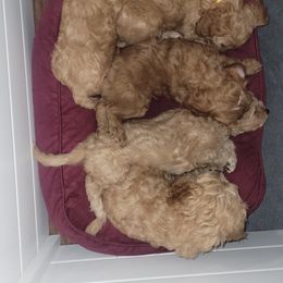 Cavapoo Puppies from Prince Pups