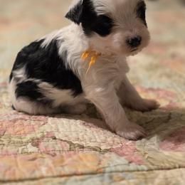 Orange Boy - Parti male Yorkshire Terrier puppy in Goose Creek, South Carolina from Tiny Paws Dachshunds, Yorkies & Dorkies