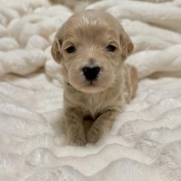 Arrow (Green) - Apricot male Goldendoodle puppy in Twin Falls, Idaho from Magic Valley Family Doodles