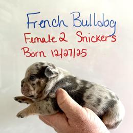 Snickers - Tricolors female French Bulldog puppy in Zionsville, Indiana from Midwest Bulldogs