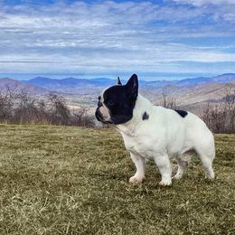 Cesar - French Bulldog