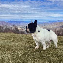 Cesar - French Bulldog