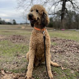 DM Louis V Moore - Poodle puppy from Diamond M Poodles and Doodles
