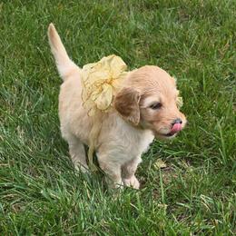 Star - Apricot female Goldendoodle puppy in Summerfield, North Carolina from Lila's Teddybear Goldendoodles