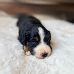 ADIDA - Black tri male Miniature Australian Shepherd puppy in Dayton, Washington from Rafter 22 Aussies