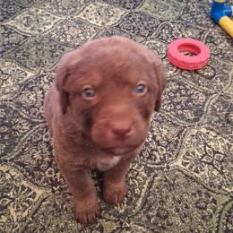 Black - Brown male Chesapeake Bay Retriever puppy in De Forest, Wisconsin from Rennocks Top Of The Marsh Chesapeake Bay Retrievers