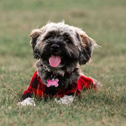 Koda Bear - Havanese