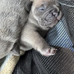 French Bulldog Puppies from The Frenchie Ravine Connection LLC