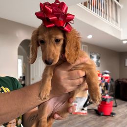 Leia - Dachshund