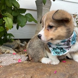 Pembroke Welsh Corgi Puppies from Rocky field Corgis