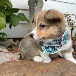 Pembroke Welsh Corgi Puppies from Rocky field Corgis