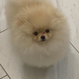 Pomeranian Puppies from Halo Poms