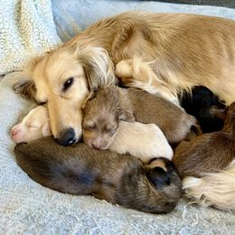 Dachshund Puppies from Long Blonde Doxies