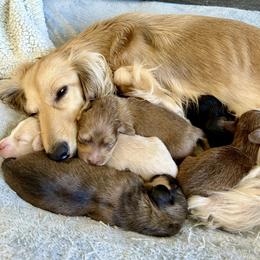 Dachshund Puppies from Long Blonde Doxies