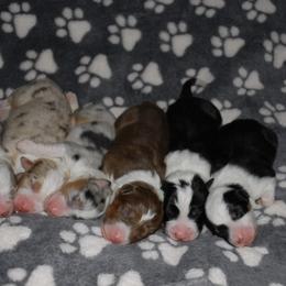 Australian Shepherd puppies from Epiphany Australian Shepherds