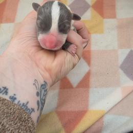 Velvet - Gray and white female Cardigan Welsh Corgi puppy in Bland, Missouri from Shadey Lane Corgis