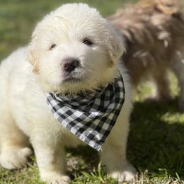 OFA health tested Black Boy - Great Pyrenees puppy from River's Bend Walnut Orchard