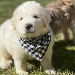 OFA health tested Black Boy - Great Pyrenees puppy from River's Bend Walnut Orchard