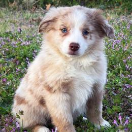 Becca - Red merle female Toy Australian Shepherd puppy in Smithville, Arkansas from Cooper Creek Aussies
