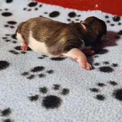 Patches - Brown and white male Shichon puppy in Imperial, Missouri from Shichon Teddybear  puppies of Miss