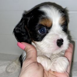 Cavalier King Charles Spaniel Puppies from Cassie’s Cavaliers