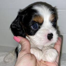 Cavalier King Charles Spaniel Puppies from Cassie’s Cavaliers