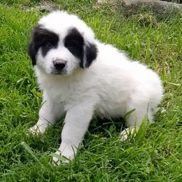 Puppy ID47258 - White and badger male Great Pyrenees puppy in Leicester, North Carolina from Randall Glen Pyrenees