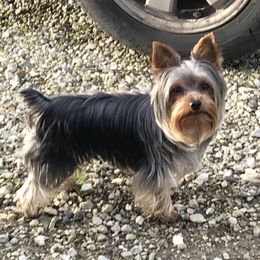Ollie - Yorkshire Terrier