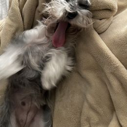 Miniature Schnauzer All Grown Up from Made with Love