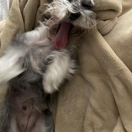 Miniature Schnauzer All Grown Up from Made with Love