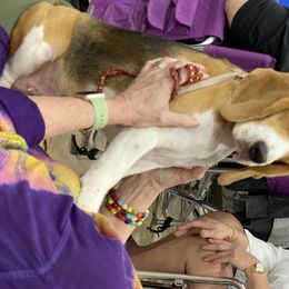 Beagle Puppies from Fleur de Lis Beagles