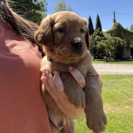 Golden Retriever Puppies from Rocky Mountain Field Goldens