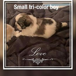 Shih Tzu Puppies from Michi Shih-Tzu