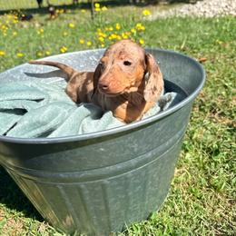Jolene - Dapple female Dachshund puppy in Crossville, Tennessee from Golden Mini Farm