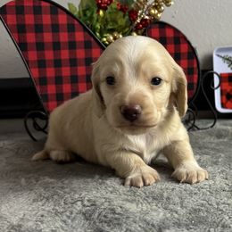 Parmesan - Cream male Dachshund puppy in Gilbertsville, Kentucky from DeLaunes Dachshunds
