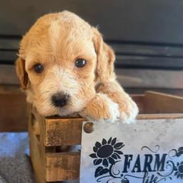 Jason - Red male Cockapoo puppy in Holton, Indiana from MoonShine Babies
