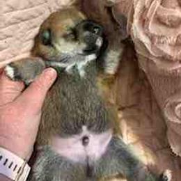 Kobe - Red male Shiba Inu puppy in Tamarac, Florida from The Queen of Shibas