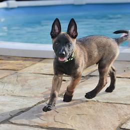 Belgian Malinois and German Shepherd Puppies from Laeknir K9