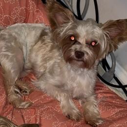 Jack - Yorkshire Terrier