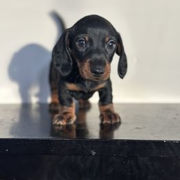 Elijah - Black and tan male Dachshund puppy in Crystal, Michigan from Mare-Bella Smoothcoat Edition